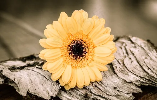 非洲菊，橙黄色，花，开花，盛开