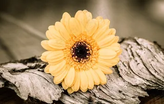 非洲菊，橙黄色，花，开花，盛开