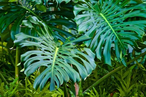 植物，自然，绿色，自然，夏天，春天