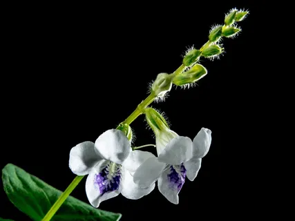 野生兰花,开花,花,白紫 野生兰花,开花,花,白紫