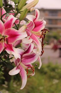 束鲜花，花园，花瓣，植物学家，自然