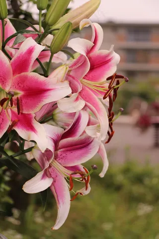 束鲜花，花园，花瓣，植物学家，自然