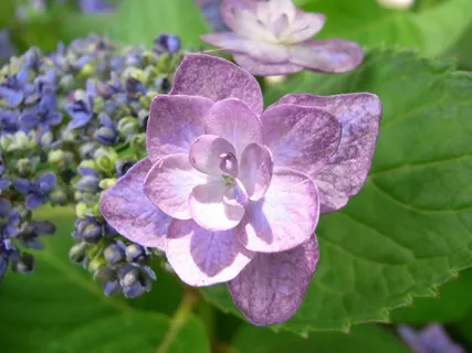 绣球花，紫色，雨季，紫色的花