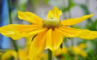 花，黄色，花的，自然，开花，叶，植物