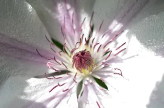 花，紫色，自然，花的，春天，自然，夏天