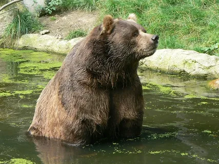 科迪亚克熊，成人，肖像，野生动物，自然