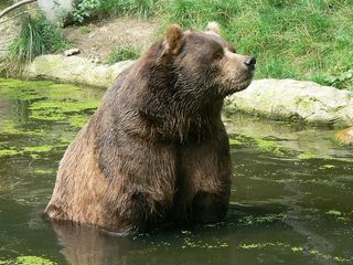 科迪亚克熊，成人，肖像，野生动物，自然