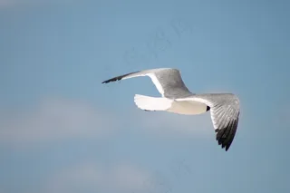 海鸥，鸟，海洋，飞行，海滩，外，天空