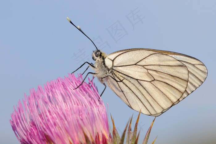 开花，蝴蝶，关闭，蓟