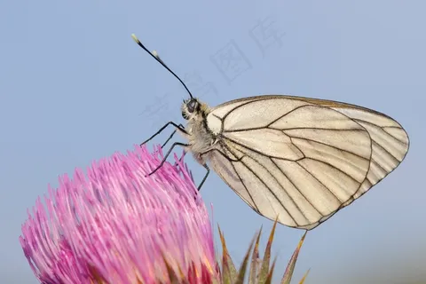 开花，蝴蝶，关闭，蓟