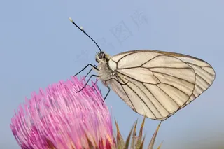 开花，蝴蝶，关闭，蓟