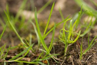 草，年轻，方法，弗里施，绿色，种植，高峰