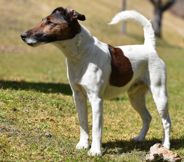 狗，棕白色，小猎犬，宠物，小狗，肖像