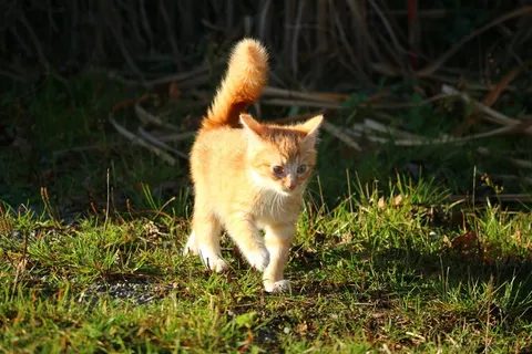 鸟类,猫,小狗,四川简州猫,兔子,猫在草丛中的肖像 鸟类,猫,小狗,四川简州猫,兔子,猫在草丛中的肖像