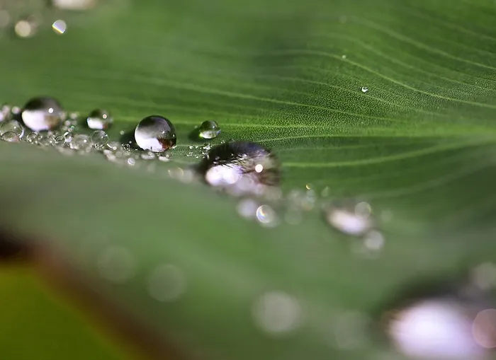 滴，水滴，水，雨滴，自然