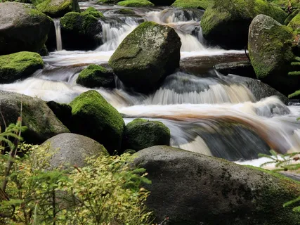 水,石头,石头,流动,江,森林,树木 水,石头,石头,流动,江,森林,树木