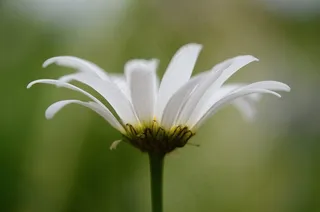雏菊，鲜花，草地，夏天草地，黄色，白