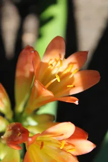 君子兰,花,植物,植物区系,花园,春天,开花 君子兰,花,植物,植物区系,花园,春天,开花