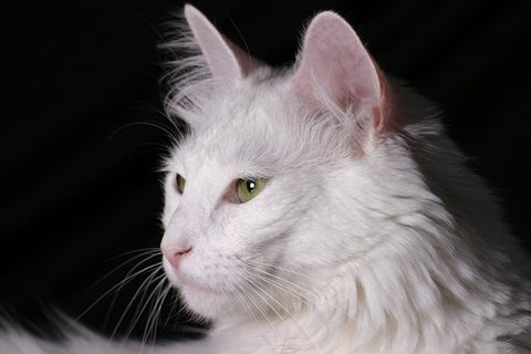 猫，安哥拉猫，小猫，白色，纯种，宠物，迷人