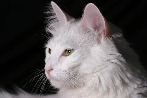 猫,安哥拉猫,小猫,白色,纯种,宠物,迷人 猫,安哥拉猫,小猫,白色,纯种,宠物,迷人