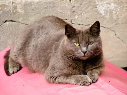 猫，眼睛，猫的，动物，毛皮，焦点