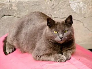 猫，眼睛，猫的，动物，毛皮，焦点