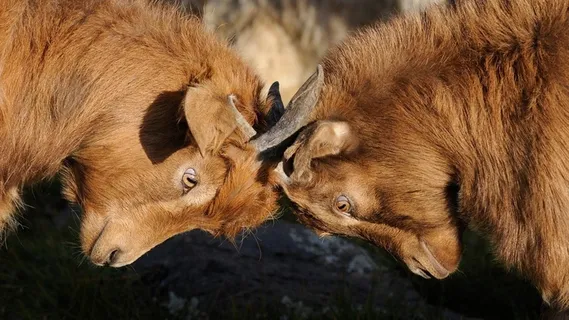 山羊，竞争，争议