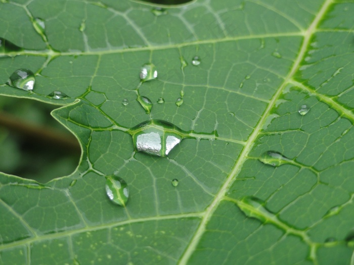 叶子，叶，植物，滴，滴，雨滴，宏