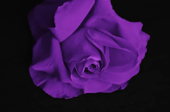 玫瑰,玫瑰花,紫玫瑰,红橙色,花卉,紫罗兰色花头的特写镜头