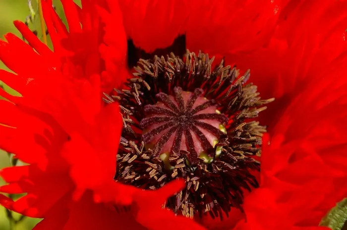 开花，Klatschmohn，罂粟，红色，红罂粟