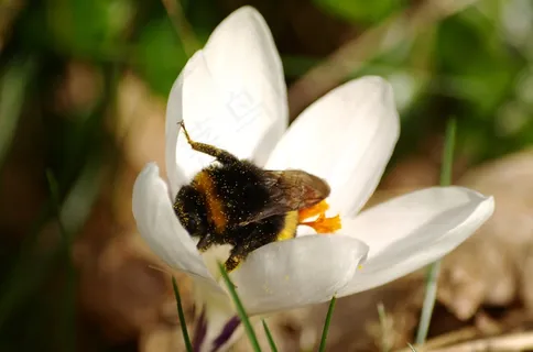 番红花，赫默尔，花粉，白色，关闭，开花，盛开