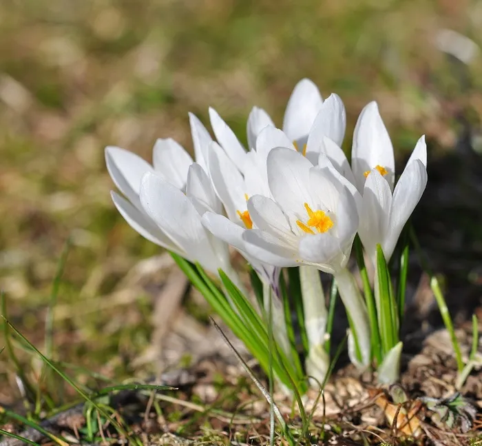 番红花，花，鲜花，白色，植物，指出花
