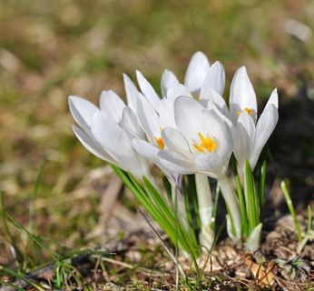 番红花，花，鲜花，白色，植物，指出花