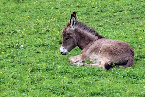 驴,驴驹,驹,婴儿,动物,动物世界 驴,驴驹,驹,婴儿,动物,动物世界