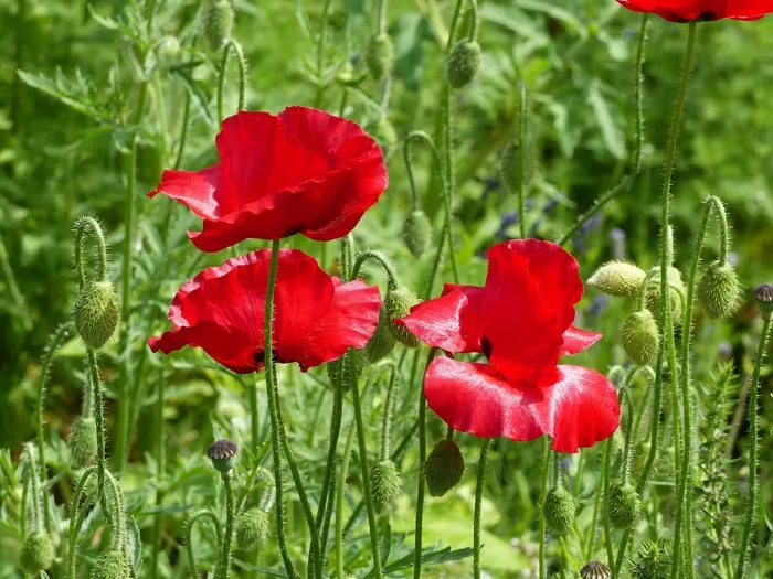 罂粟，红色，绿色，芽，花园，夏天