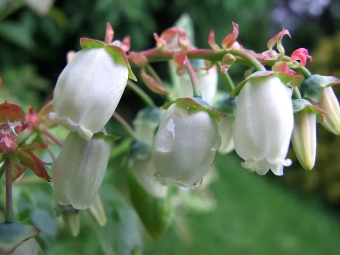 蜜蜂，越桔，花，授粉，工作，花园