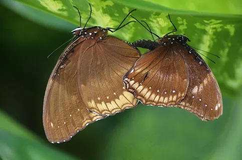 ym,Hypermnestra,蝴蝶,动物,昆虫 ym,Hypermnestra,蝴蝶,动物,昆虫