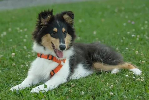 狗，小狗，牧羊犬，可爱，小狗，宠物，动物