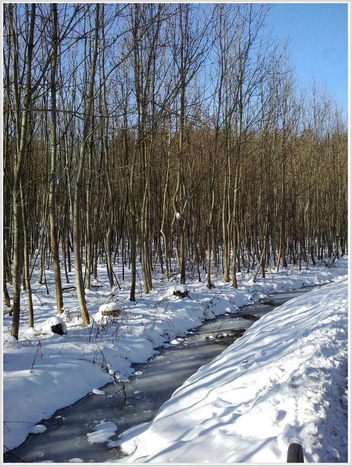 冬天，雪，风景，发芽