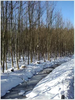 冬天,雪,风景,发芽 冬天,雪,风景,发芽