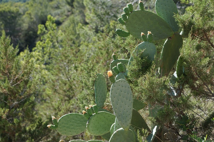仙人掌，绿色，植物，刺，带动，植物群，多汁