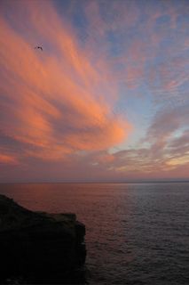 日落，海洋，水，粉红色，海鸥，鸟，海
