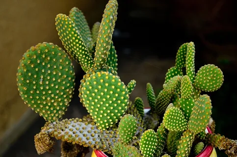 仙人掌,脊柱,绿色,自然,植物,带刺 仙人掌,脊柱,绿色,自然,植物,带刺