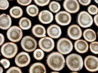 木材，树干，硬木，伐木