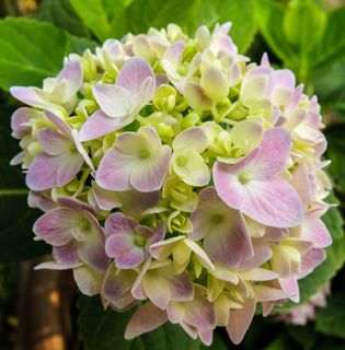 开花，花，紫绿色