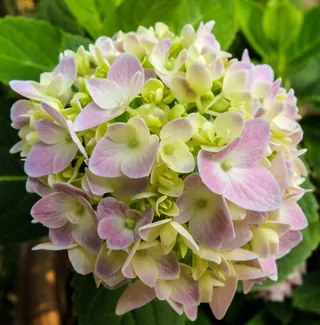 开花，花，紫绿色