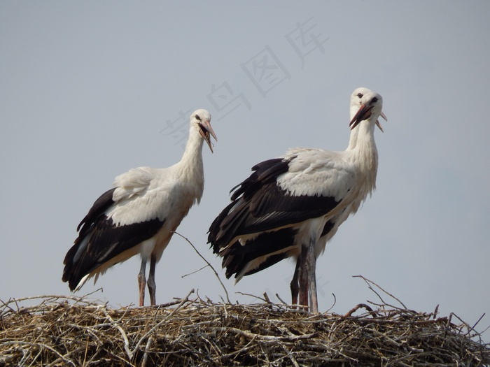 鹳，鸟，年轻，套接字