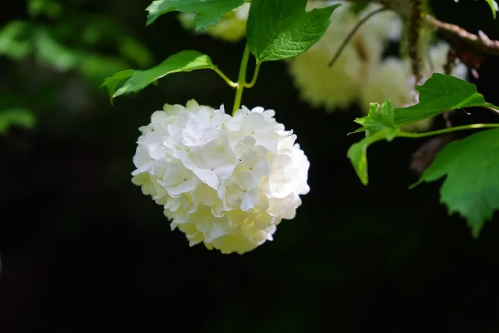 荚Vi，花序，球状，白色