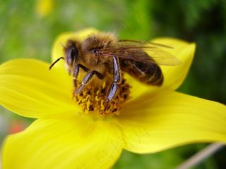 开花，花，蜜蜂，黄色