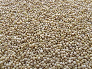 芥末，种子，胡椒，烹饪，种植